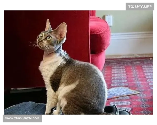 2018cacc冠军猫是谁 2018cacc冠军猫是谁